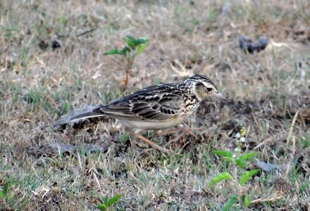 Lark ground-dwelling calandrella brachydactyla photo