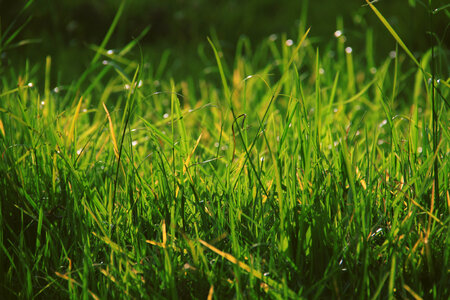 Lush Spring Green Grass photo