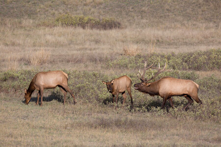 Bull Elk bugles-1 photo