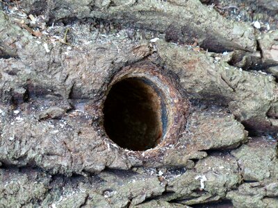 Bird's nest aviary nest photo