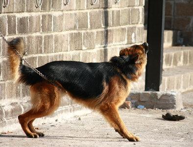 German Shephard Dog photo