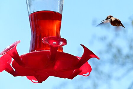 Hummingbird bird feeding station photo