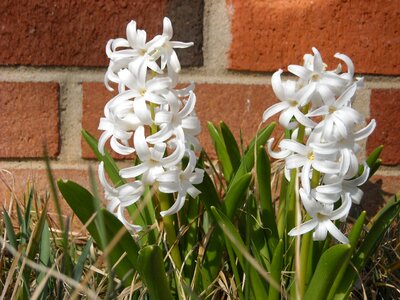 Wall garden white
