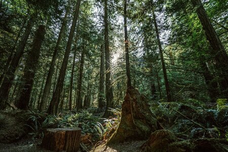 A beautiful forest scene