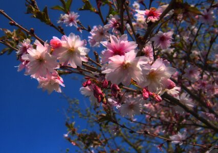 Spring apple cherry tree