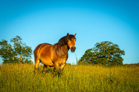 Horse in Sunny Pasture photo