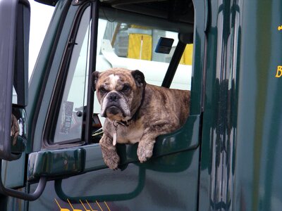 Semi pet animal
