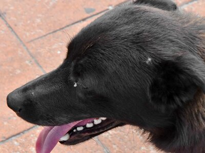 Side View teeth tongue