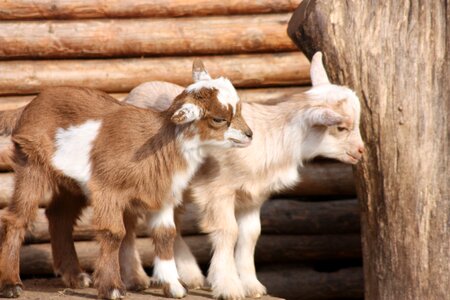 Goats babies wildlife park photo