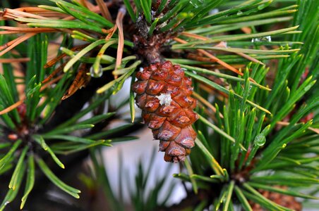 Branch conifer conifers