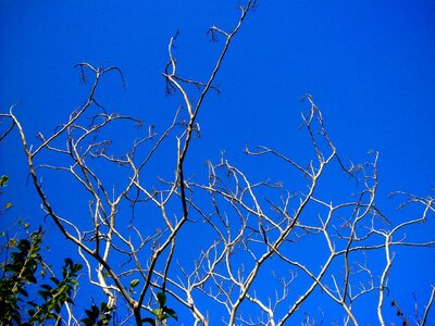 Sky old tree blue