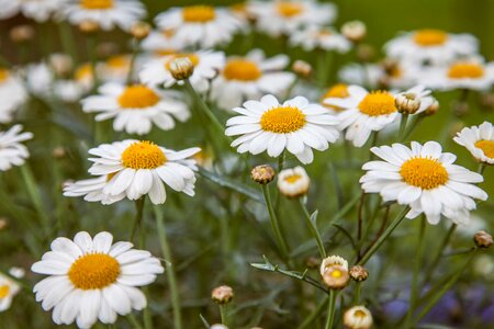 Beautiful Flowers beautiful photo bloom