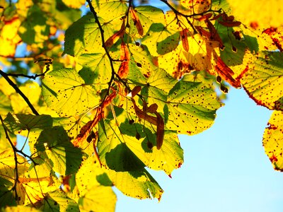 Colorful fall color fall foliage photo