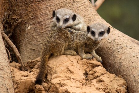 Brothers and sisters young animals mammals