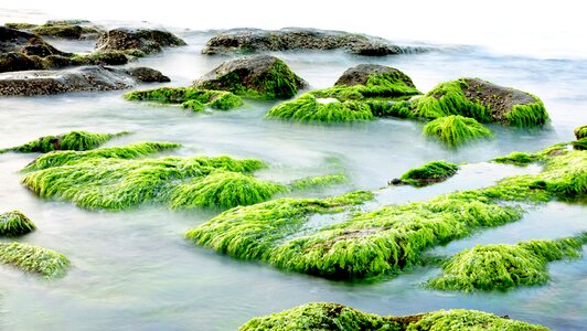 Rock ' n ' roll wave seaweed photo