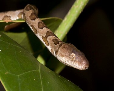Island leaves snake