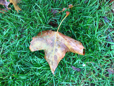 Leaf on Grass photo