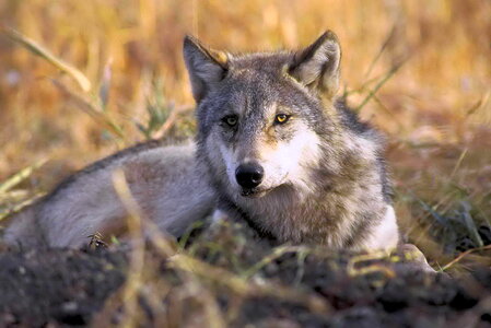 Canis Lupus Canidae gray wolf