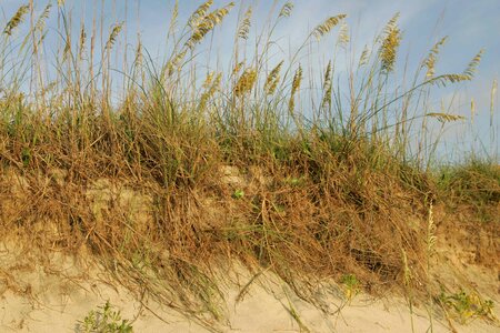 Crops erosion grass plants