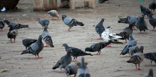 Pigeons Eating Grains photo