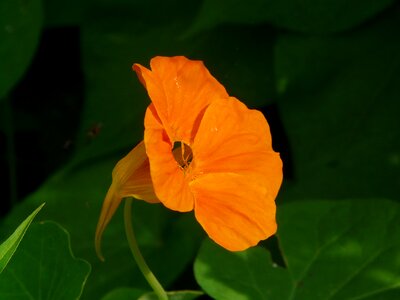 Nasturtium tropaeolum carbine greenhouse photo