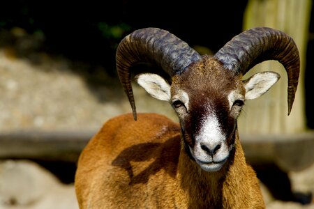 Mountain animals mouflon aries