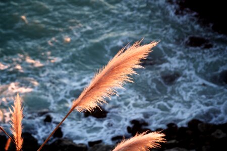 Ocean coast shore photo