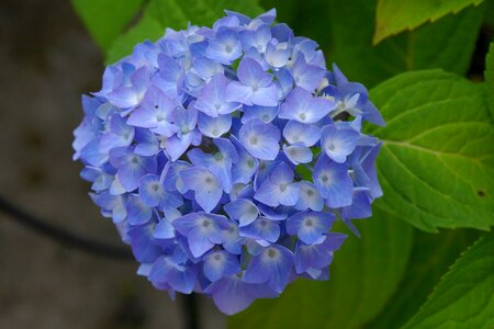 Garden blue flowers