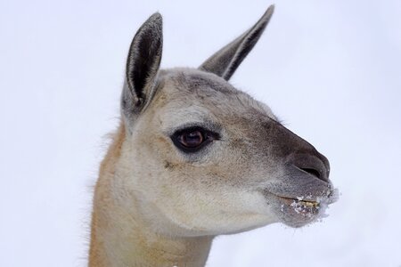 Lama andes guanaco