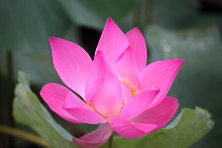 Lotus air green plants