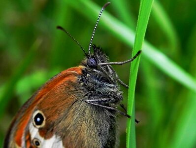 Animal arthropod beautiful photo