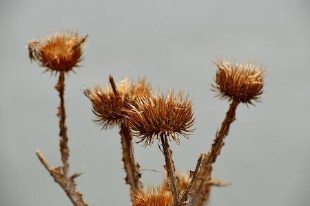 Plant herb nature