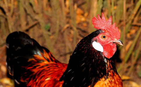 Red ridge gallus gallus domesticus farm