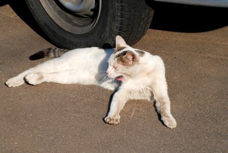 Animal cat claw