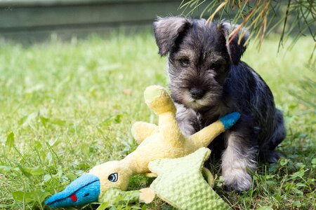 Animals summer schnauzer