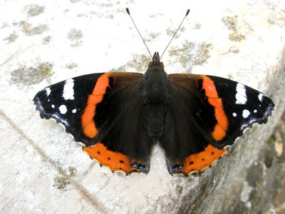 Black orange white insects