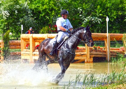 Eventing military-horse riding horse