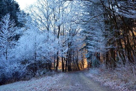 Cold forest frozen photo
