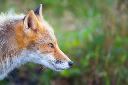 Red fox close-up-2