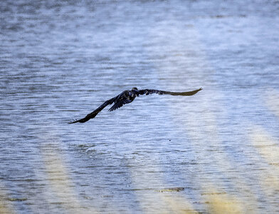 Duck taking off from the marsh photo