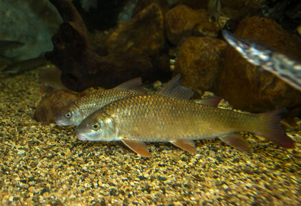 Shorthead redhorse