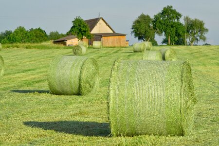 Agriculture straw bales field photo