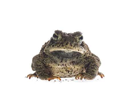Woodhouse toad photo
