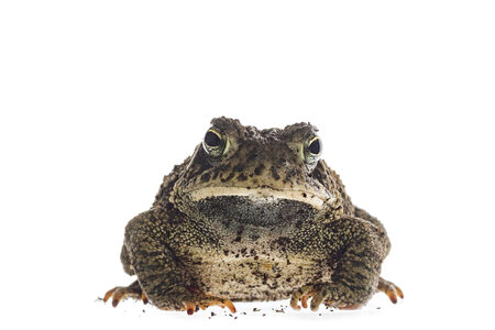 Woodhouse toad