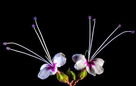 Blossom bloom white pink photo