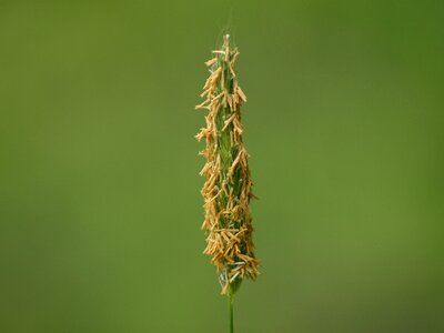 Close up macro grass seed