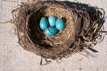 Robin birth spring photo