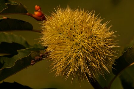 Prickly green close up