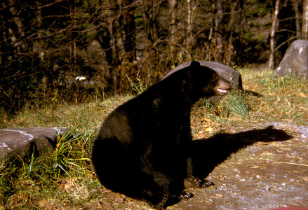 Black Bear in Great Smoky Mountains National Park, Tennessee photo