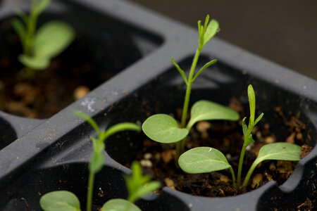 Growing Butterfly Weed-4